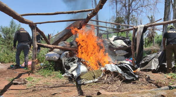 Destruyen campamento y plantaciones de marihuana en Bella Vista - Noticiero Paraguay