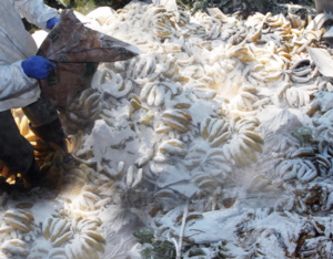 Seis toneladas de bananas decomisadas fueron destruidas