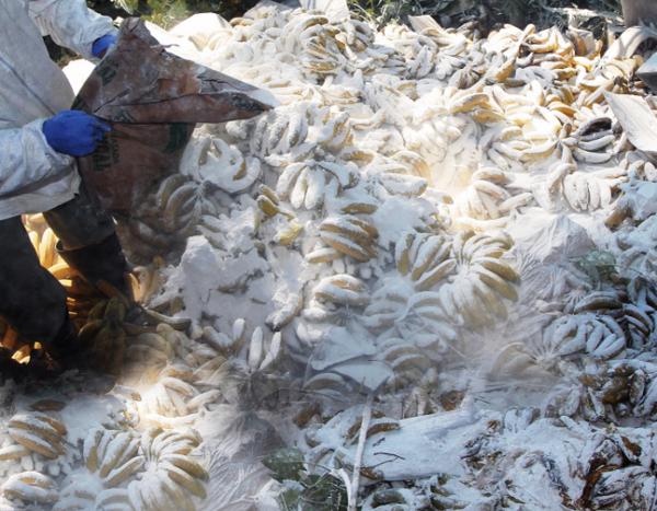 Seis toneladas de bananas decomisadas fueron destruidas