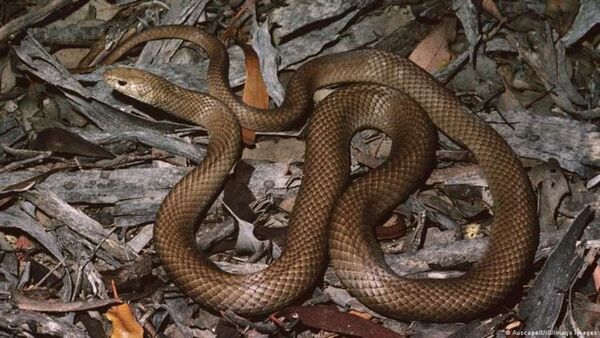 El fenómeno de La Niña causa plaga de serpientes y arácnidos en Australia