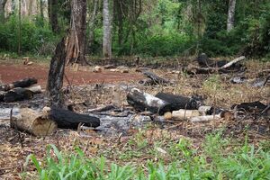 Reserva San Rafael se encuentra amenazada ante la desidia del Estado - Nacionales - ABC Color