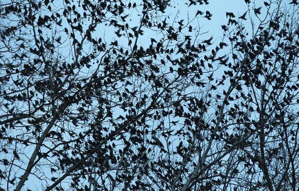 Brasil enfrenta invasión de pájaros depredadores