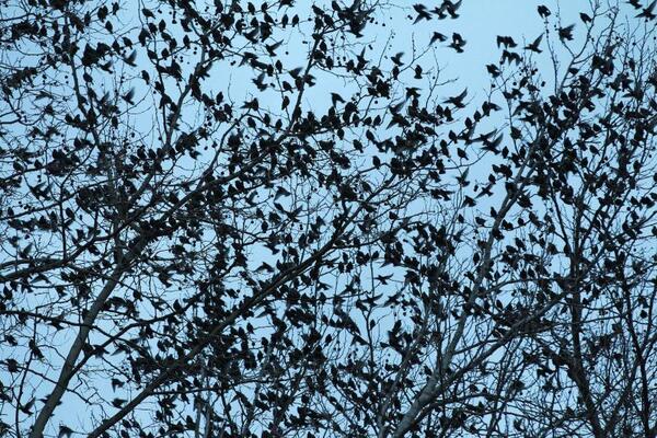 Invasión de pájaros depredadores en Brasil