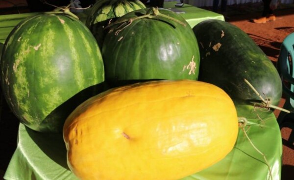 Productores feriantes de Tavapy iniciaron la Expo Sandía 2021