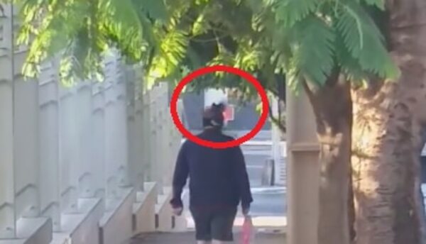 Cuidado con el pájaro: ave ataca a peatón y le da un picotazo - Nacionales - ABC Color