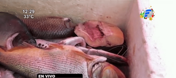 Pescados en oferta tras finalización de la veda | Noticias Paraguay