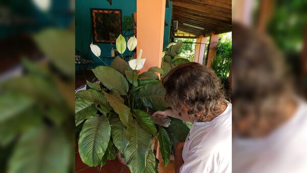 Las plantas "chupadoras" toman cervecita en el abono