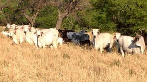 Inteligencia asociativa: propuesta de titular de APPEC para mejorar precio y calidad de la carne  - Nacionales - ABC Color