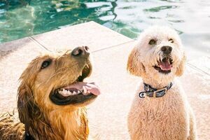 Tips para cuidar a tu mascota durante el verano