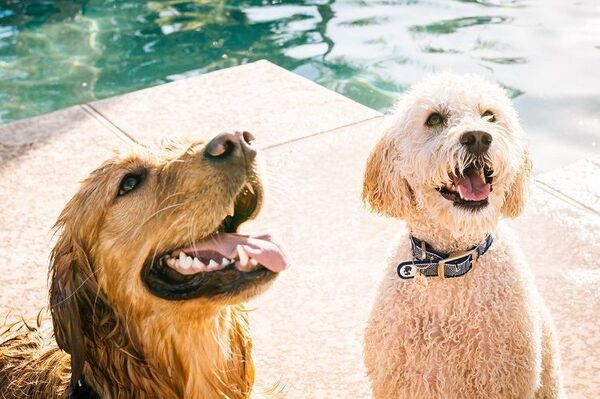Tips para cuidar a tu mascota durante el verano