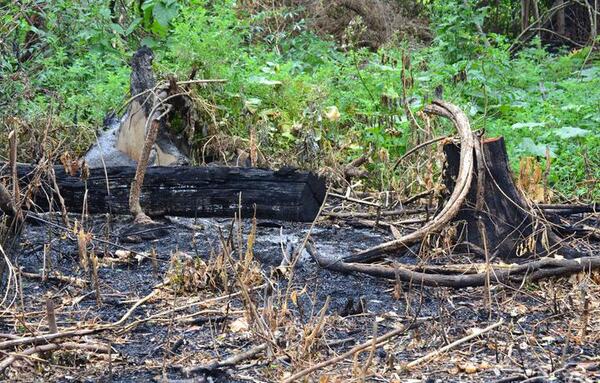 Reserva San Rafael, un tesoro amenazado por la tala y caza ilegal