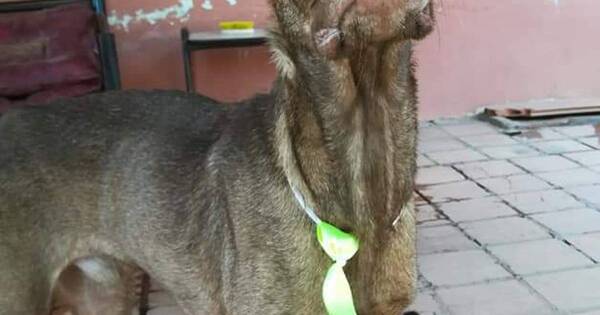 La Nación / Eutanasia de peluditos: recomiendan estar con ellos hasta que se vayan de este mundo