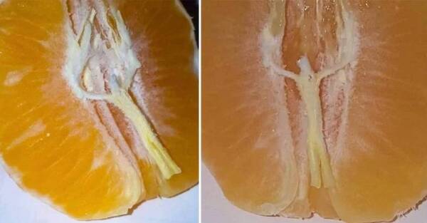 Crónica / Aseguran que la cara de Jesús se apareció en una mandarina ndaje