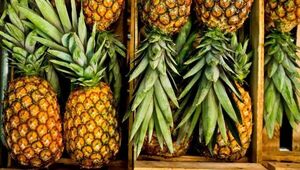 Piña: la reina de las fiestas con buena comercialización interna y externa (se exportaron a Argentina cerca de 36.000 cajas)
