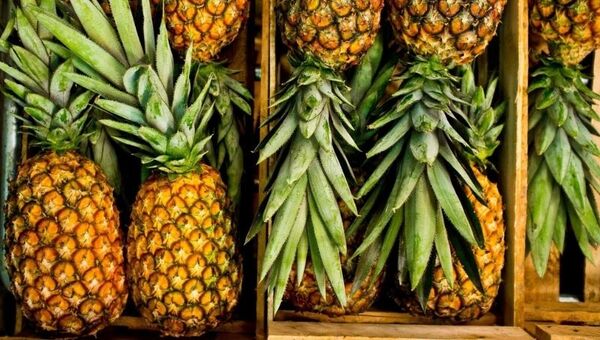 Piña: la reina de las fiestas con buena comercialización interna y externa (se exportaron a Argentina cerca de 36.000 cajas)