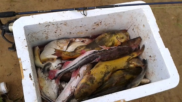 Retoman venta de pescados después de veda | Radio Regional 660 AM