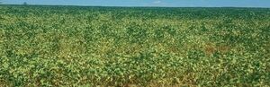 Por la sequía, productores estiman importantes pérdidas de soja tardía - La Clave