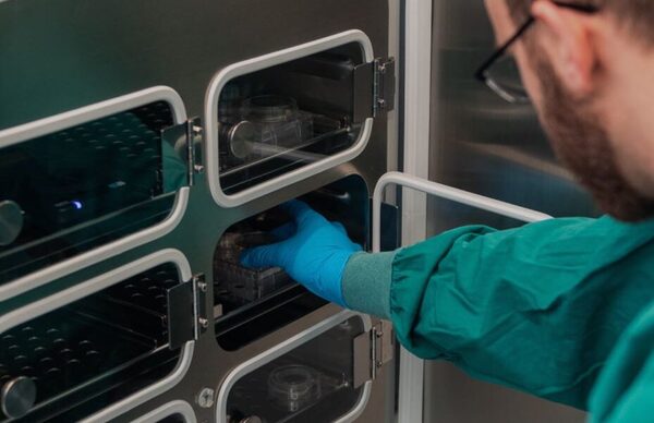 Crean un cerebro cyborg, chip con neuronas humanas que aprende más rápido que la IA.