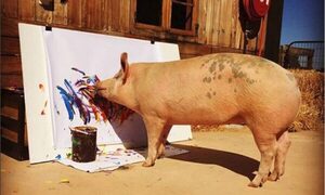 “Pigcasso”, la cerda que pinta cuadros de arte abstracto y los vende por mil euros