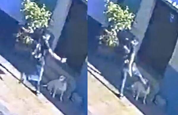 Crónica / Tras agresión a perra, la perrada se ofrece a corregir al “tavyrón”