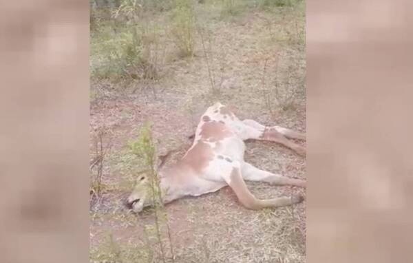 Crónica / Un ente ataca a animales en Caaguazú y genera zozobra