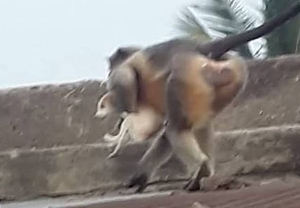 Diario HOY | En venganza, monos enfurecidos matan a 250 cachorros de perro