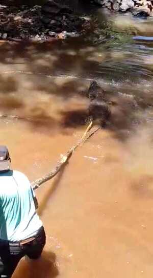 Yacarés se multiplicaron en el Lago de la República de CDE - La Clave
