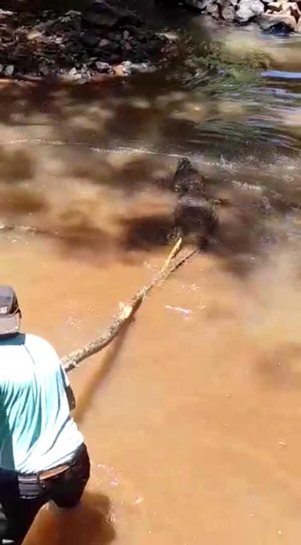 Yacarés se multiplicaron en el Lago de la República de CDE - La Clave