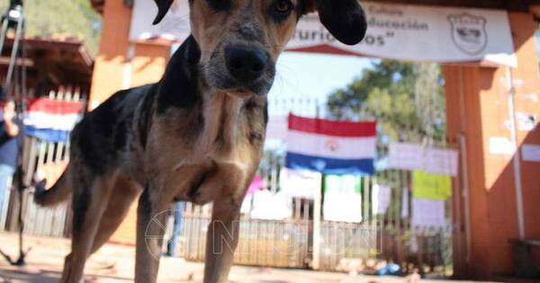 La Nación / Lanzan campaña contra uso de pirotecnia por causar daños a mascotas