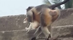 En venganza, monos enfurecidos matan a 250 cachorros de perro