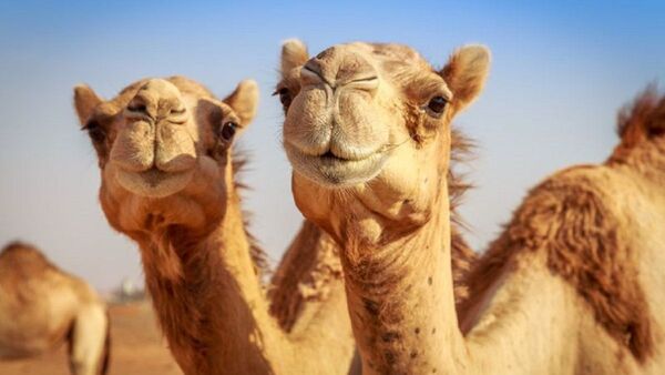 Alquilan grupo de camellos por USD 5 millones para dos días