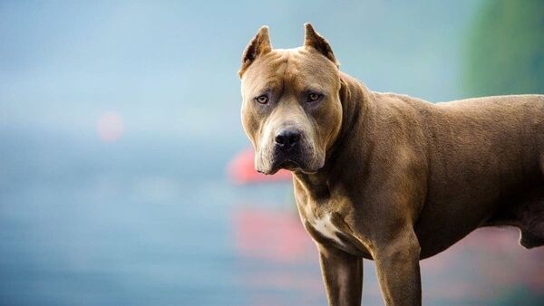 Un niño de 11 años se encuentra en terapia intensiva tras ser atacado por un pitbull - San Lorenzo Hoy