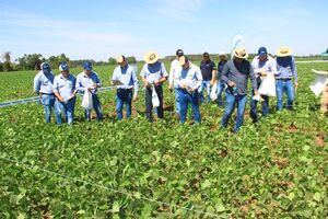 Resultados en ensayos con manejo en pre y pos emergencia de Amaranthus