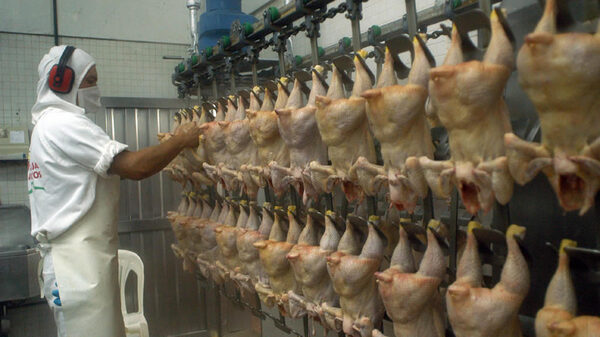 Sector avícola exportó más cortes premium ante saturación del mercado local