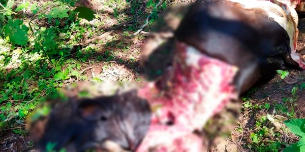 INCESANTES HECHOS DE ABIGEATO EN ITAPÚA GOLPEAN A PECUARIOS. - Itapúa Noticias