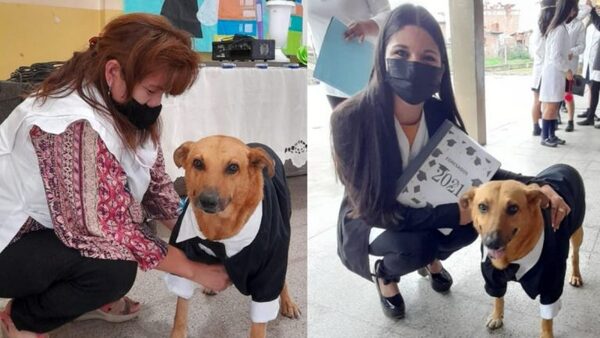 Perro callejero recibe diploma por asistencia perfecta