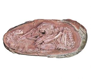 Un embrión de dinosaurio bien conservado revela una extraña postura - Ciencia - ABC Color