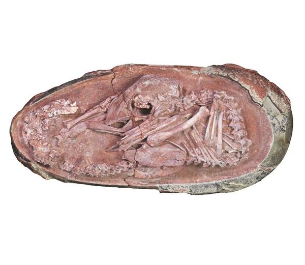 Un embrión de dinosaurio bien conservado revela una extraña postura - Ciencia - ABC Color