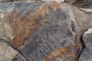 Hallaron el fósil de un milpiés que vivió 100 millones de años antes que los dinosaurios - Megacadena — Últimas Noticias de Paraguay