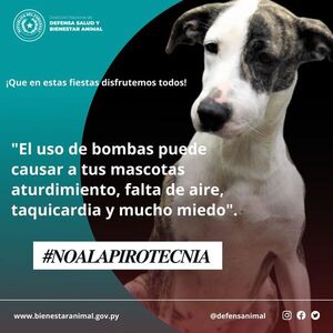 Defensa Animal lanzó campaña de “no a la pirotecnia” - Nacionales - ABC Color
