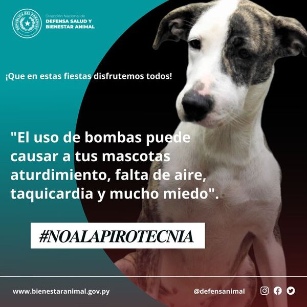 Defensa Animal lanzó campaña de “no a la pirotecnia” - Nacionales - ABC Color