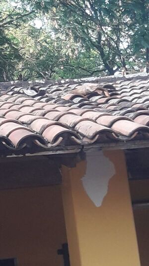 Preso se fugó por el techo del calabozo de una comisaría de Ytororó - Nacionales - ABC Color