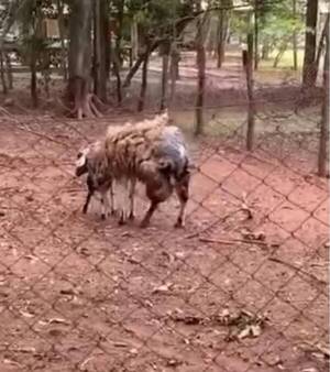 Crónica / [VÍDEO] Escrachan a local por tenerle a una ovejita todo chalái