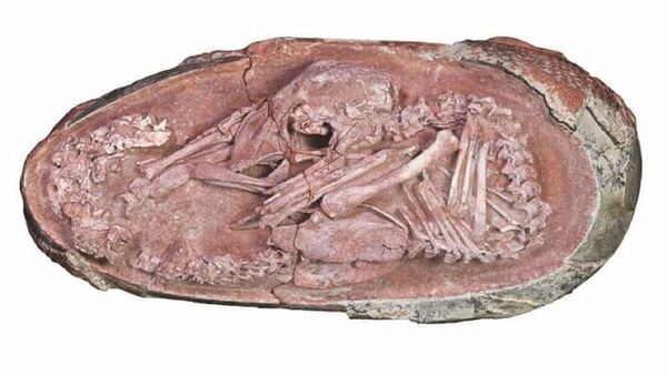 Huevo de dinosaurio refuerza teoría de relación con las aves