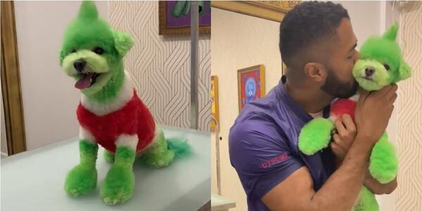 Por pintar a un perro como el Grinch, acusan a peluquero de maltrato animal