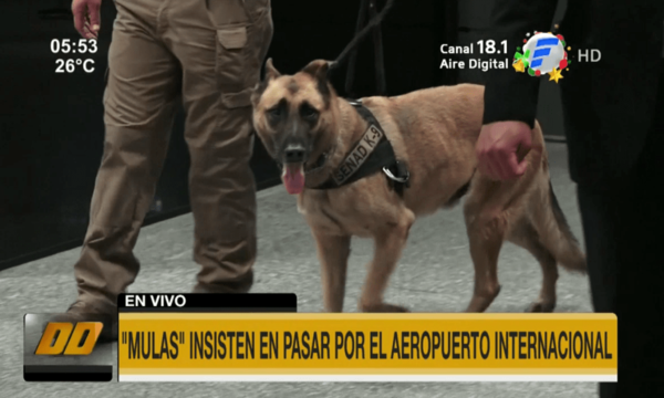 ''Mulas'' insisten en pasar por el aeropuerto internacional | Telefuturo