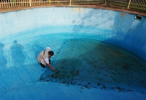 Baldíos y piscinas, los principales criaderos de mosquitos del dengue que ataca SENEPA