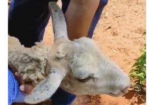 Defensa Animal inicia investigación contra granja por supuesto maltrato animal
