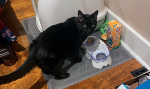 Bajo los escombros, hallaron a un gato tras tornado en Kentucky