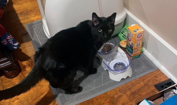 Bajo los escombros, hallaron a un gato tras tornado en Kentucky